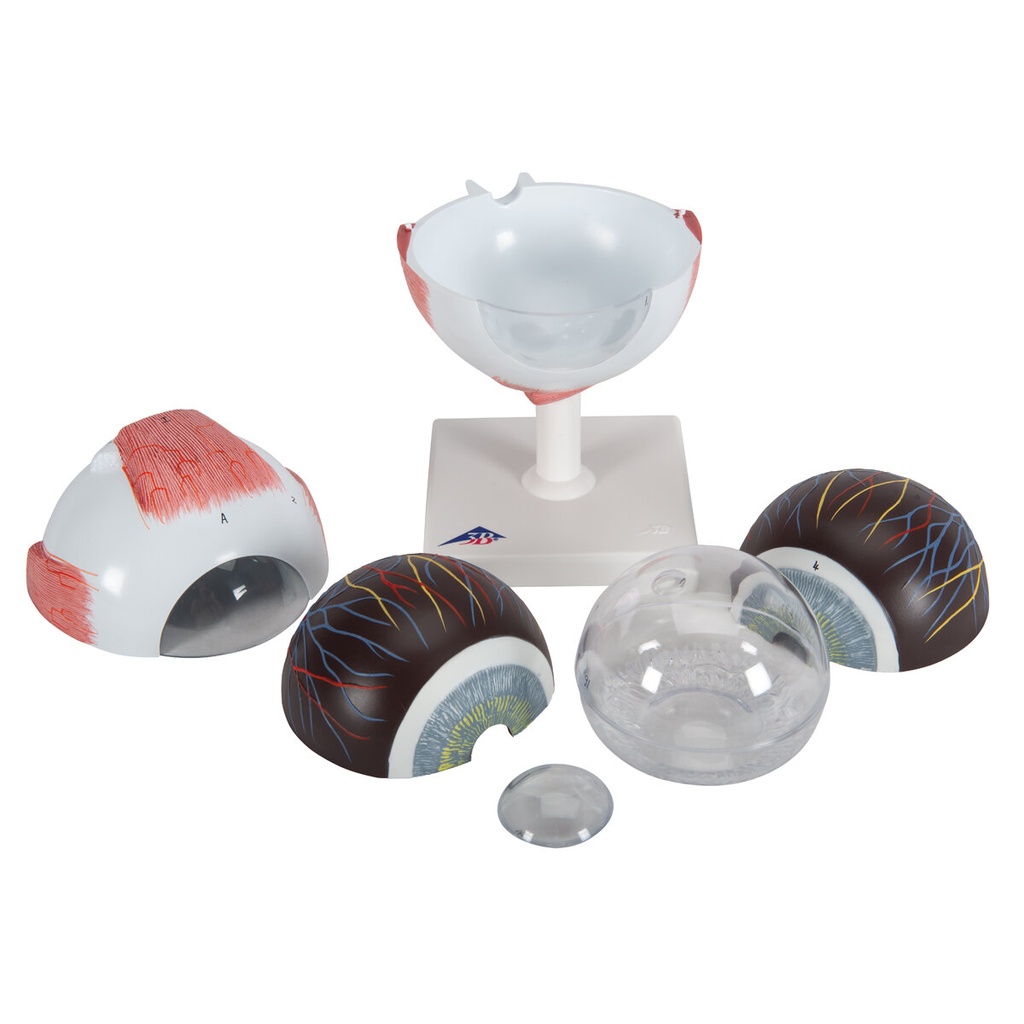 Augenmodell, 5-fache Grösse, 6-teilig Augenmodell, 5-fache Grösse, 6-teilig
