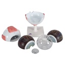Augenmodell, 5-fache Grösse, 6-teilig Augenmodell, 5-fache Grösse, 6-teilig
