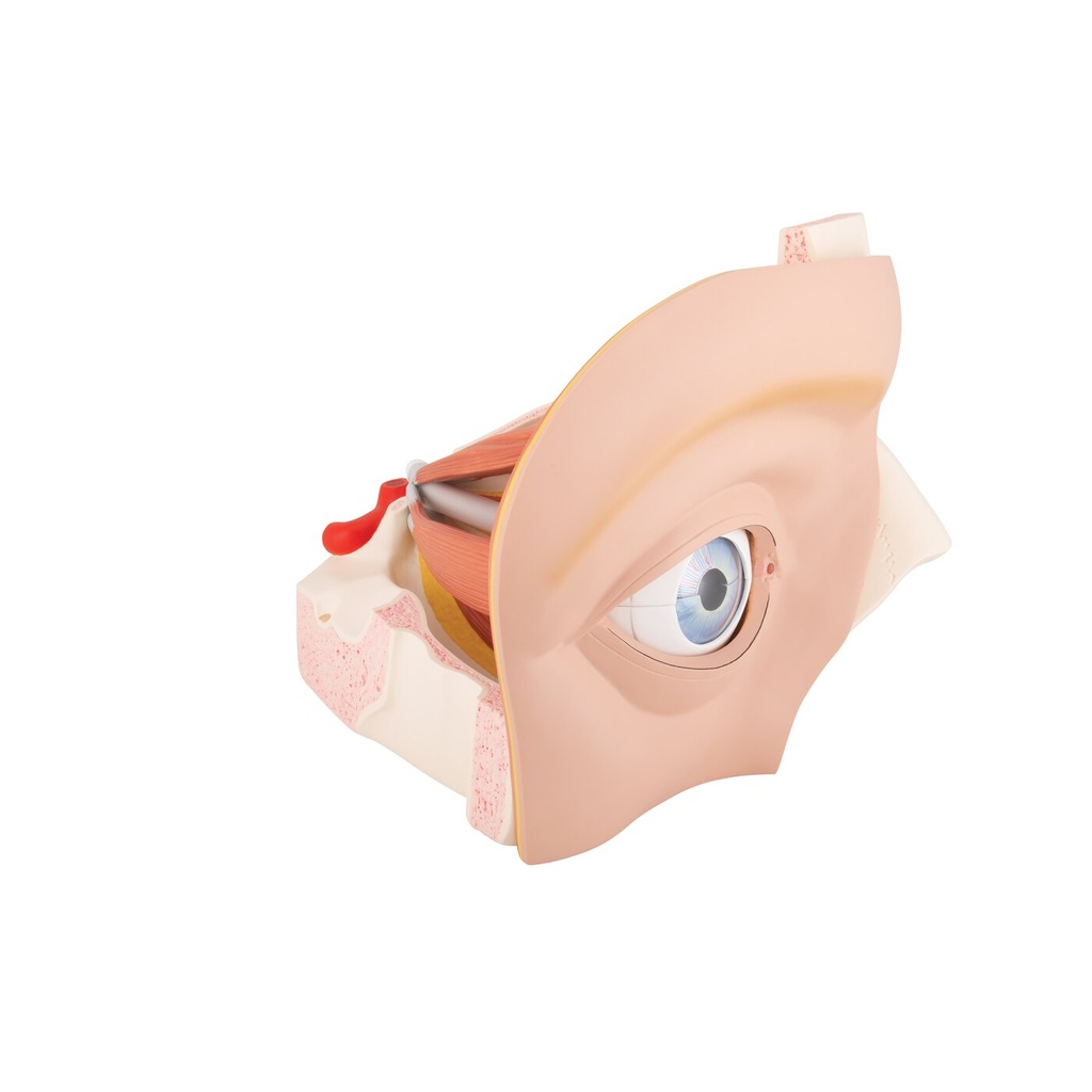 Augenmodell, 5-fache Grösse, 12-teilig Augenmodell, 5-fache Grösse, 12-teilig