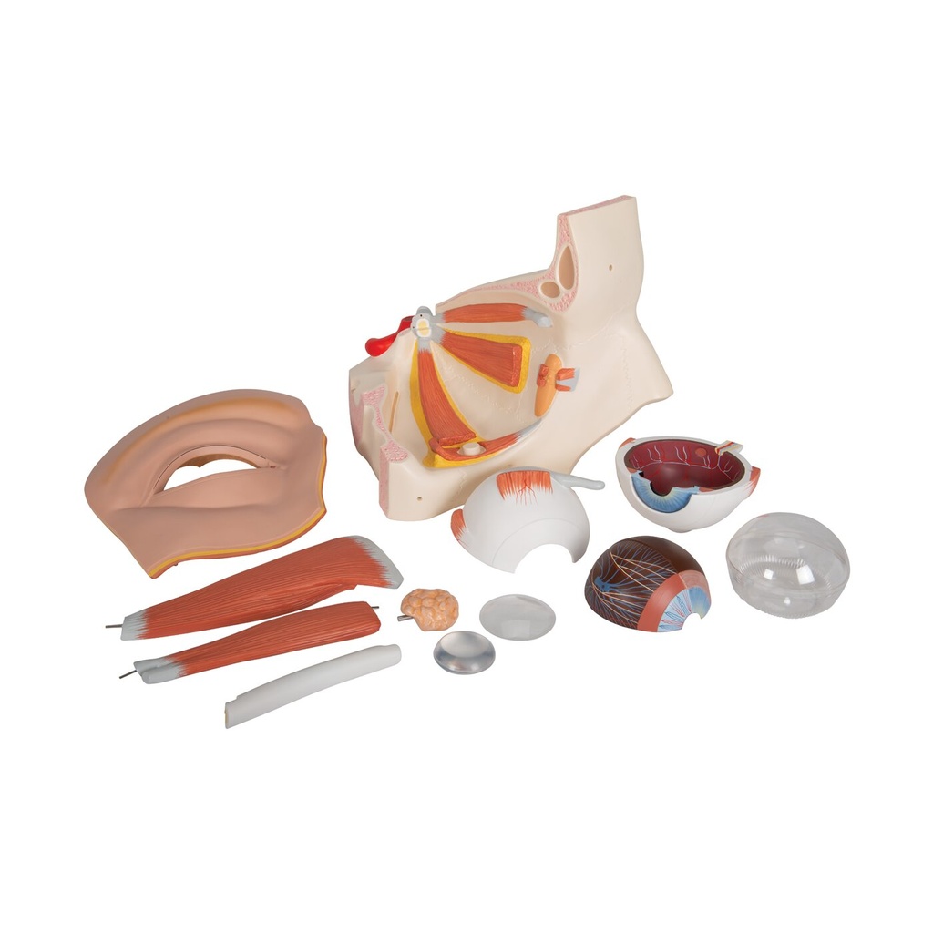 Augenmodell, 5-fache Grösse, 12-teilig Augenmodell, 5-fache Grösse, 12-teilig