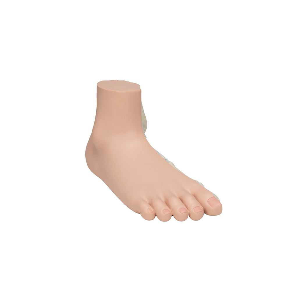 Fussmodell Plattfuss Fussmodell Plattfuss
