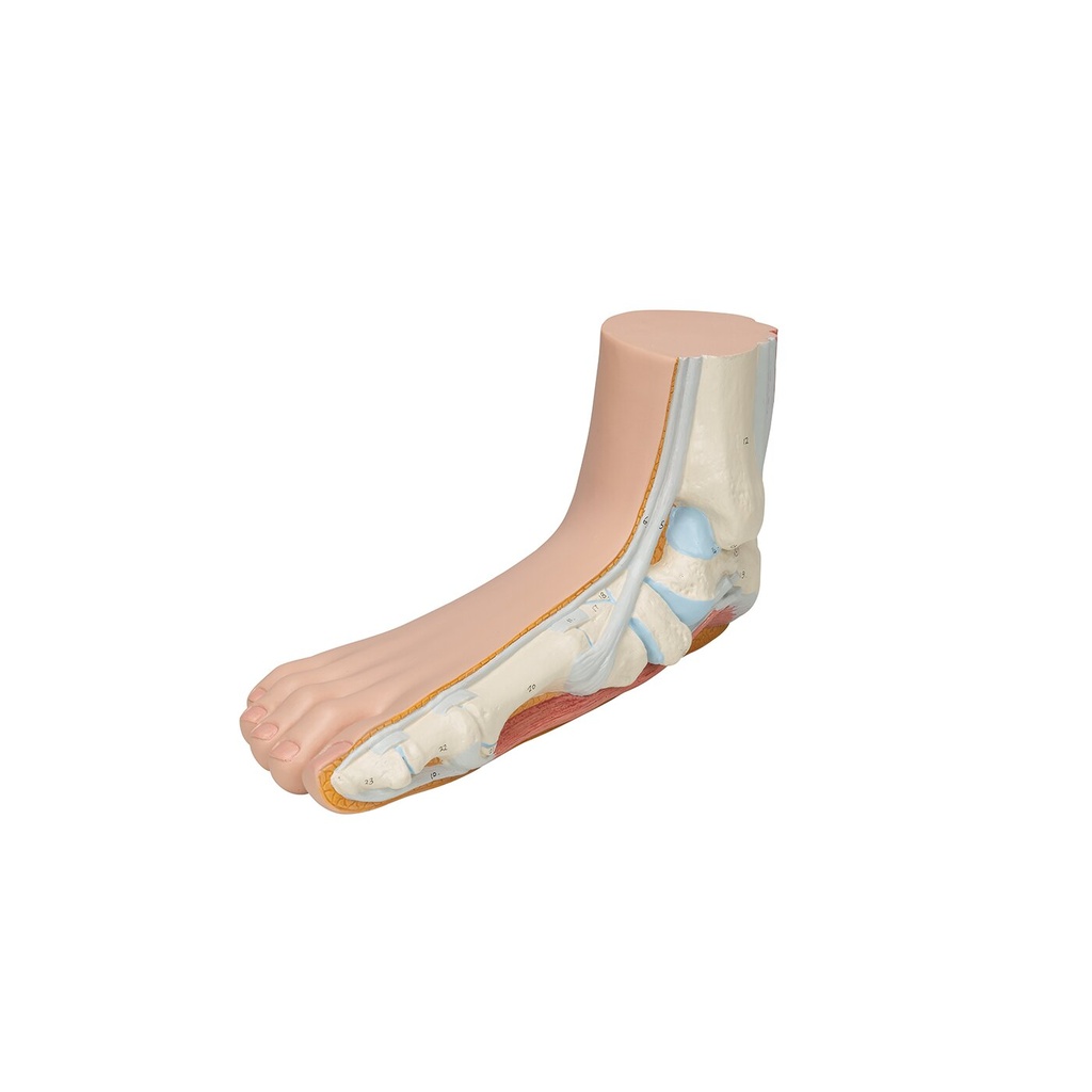 Fussmodell Plattfuss Fussmodell Plattfuss