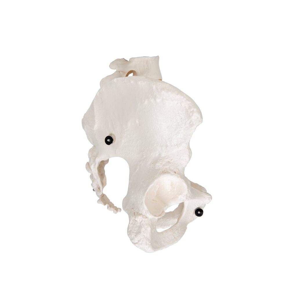 Becken-Skelett Modell, weiblich Becken-Skelett Modell, weiblich
