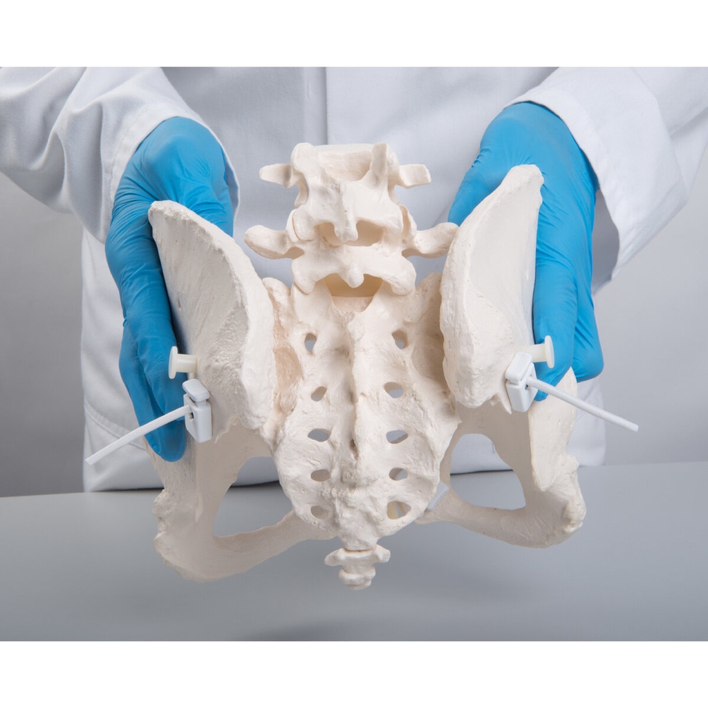 Flexibles Beckenknochen Modell Bungee, weiblich Flexibles Beckenknochen Modell Bungee, weiblich