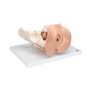 Weibliches Beckenskelett Modell mit Genitalorganen, 3 teilig Weibliches Beckenskelett Modell mit Genitalorganen, 3 teilig