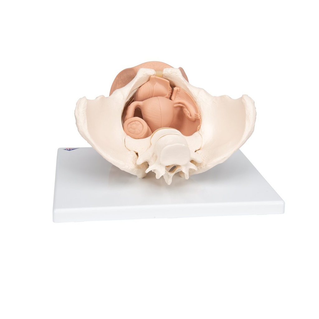 Weibliches Beckenskelett Modell mit Genitalorganen, 3 teilig Weibliches Beckenskelett Modell mit Genitalorganen, 3 teilig