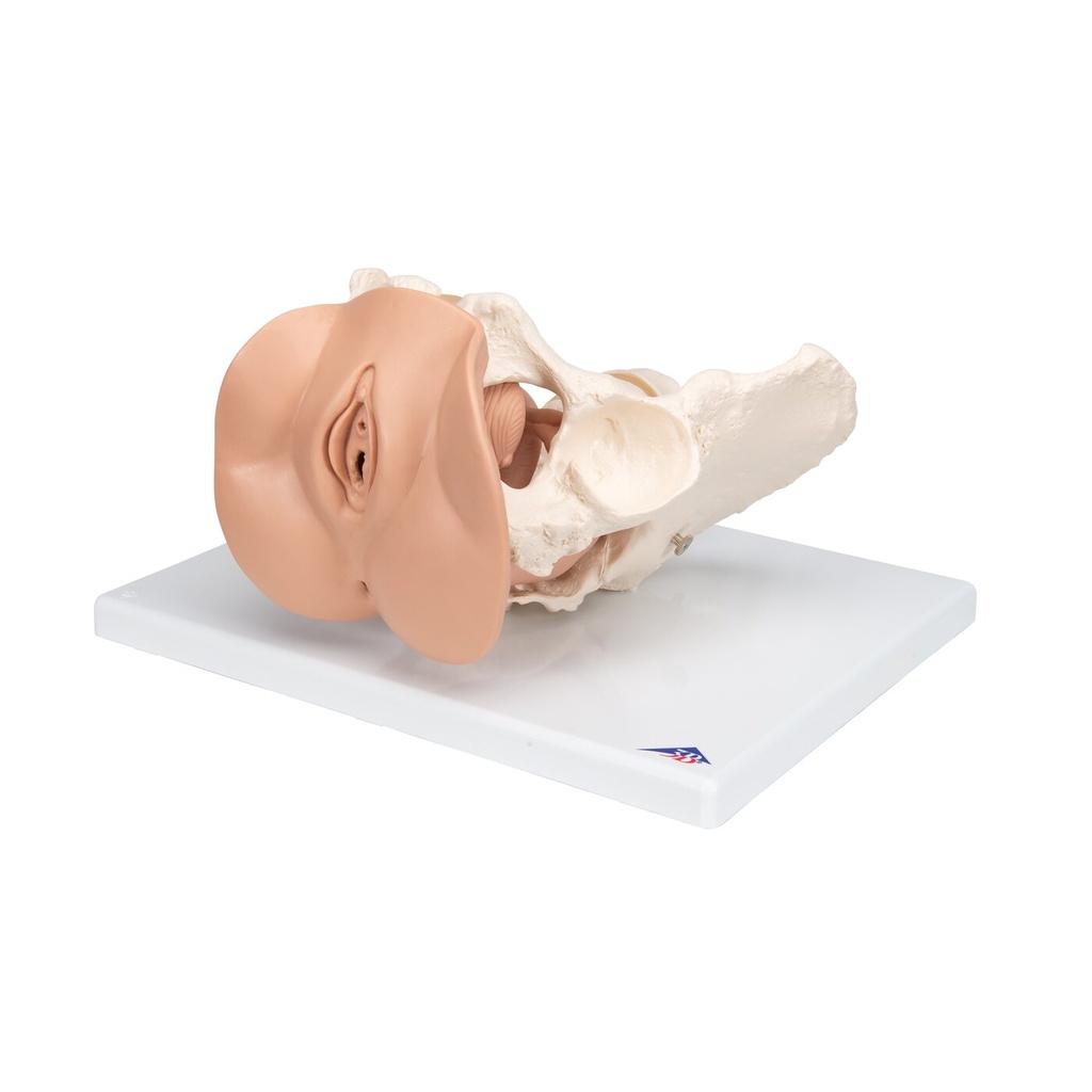 Weibliches Beckenskelett Modell mit Genitalorganen, 3 teilig Weibliches Beckenskelett Modell mit Genitalorganen, 3 teilig