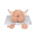 Weibliches Beckenskelett Modell mit Genitalorganen, 3 teilig Weibliches Beckenskelett Modell mit Genitalorganen, 3 teilig
