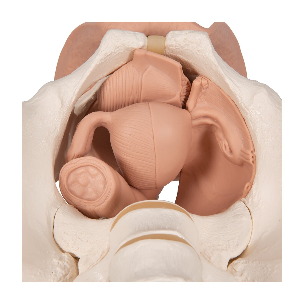 Weibliches Beckenskelett Modell mit Genitalorganen, 3 teilig Weibliches Beckenskelett Modell mit Genitalorganen, 3 teilig