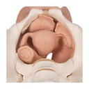 Weibliches Beckenskelett Modell mit Genitalorganen, 3 teilig Weibliches Beckenskelett Modell mit Genitalorganen, 3 teilig