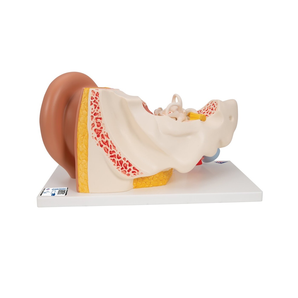 Ohrmodell, 3-fache Grösse, 4-teilig Ohrmodell, 3-fache Grösse, 4-teilig