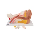 Ohrmodell, 3-fache Grösse, 4-teilig Ohrmodell, 3-fache Grösse, 4-teilig