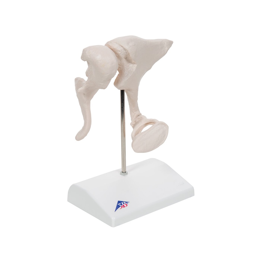 Gehörknöchelchen Modell, 20-fache Vergrösserung von Hammer, Amboss und Steigbügel - 3B Smart Anatomy