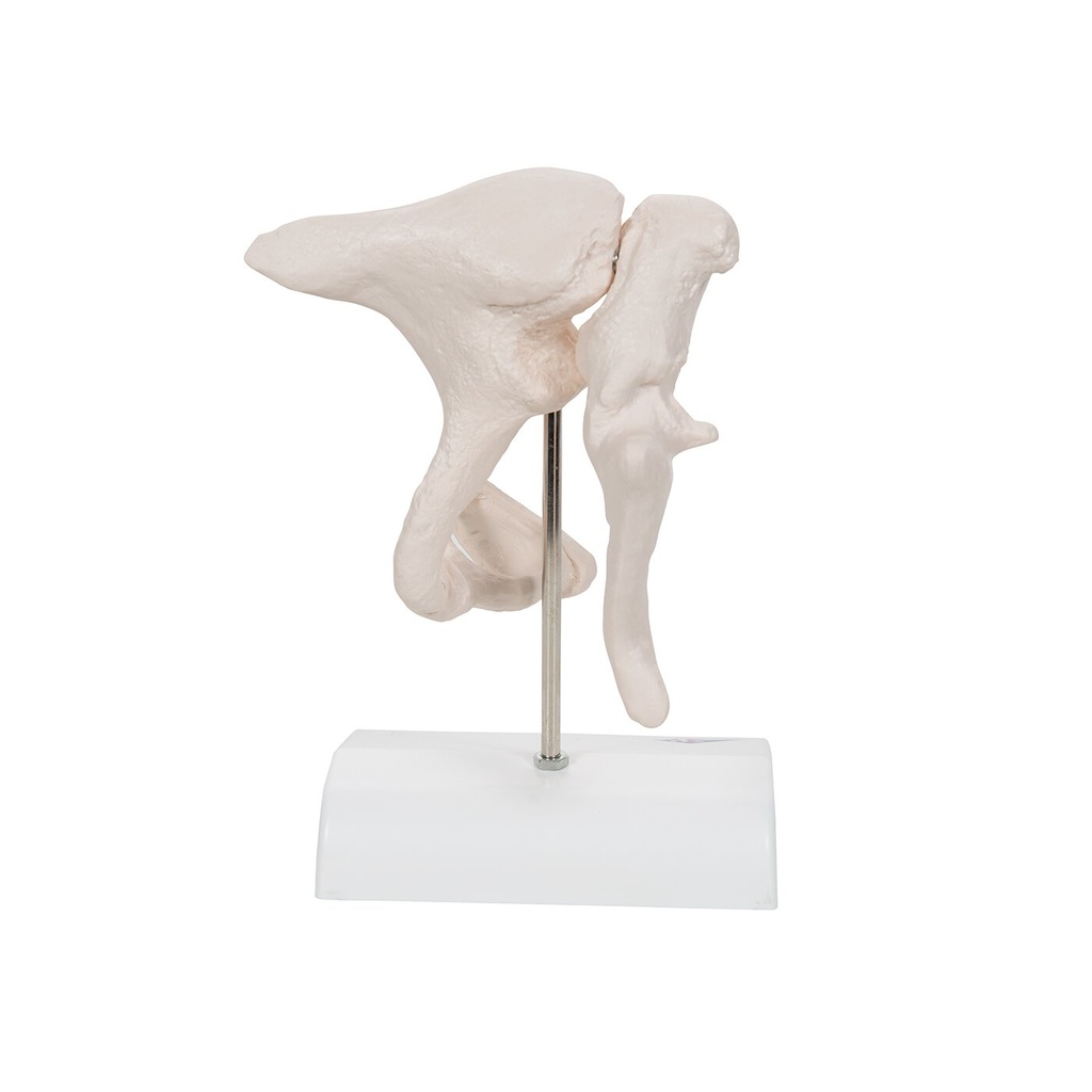 Gehörknöchelchen Modell, 20-fache Vergrösserung von Hammer, Amboss und Steigbügel - 3B Smart Anatomy