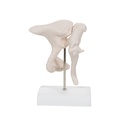 Gehörknöchelchen Modell, 20-fache Vergrösserung von Hammer, Amboss und Steigbügel - 3B Smart Anatomy
