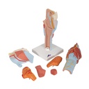 Kehlkopfmodell, 2-fache Grösse, 7-teilig Kehlkopfmodell, 2-fache Grösse, 7-teilig