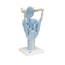 Funktionsmodell Kehlkopf, 3-fache Grösse Funktionsmodell Kehlkopf, 3-fache Grösse