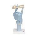 Funktionsmodell Kehlkopf, 3-fache Grösse Funktionsmodell Kehlkopf, 3-fache Grösse