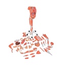 Muskelfigur, mit weiblichen & männlichen Geschlechtsorganen, auf Metallstativ mit Rollen, 45-teilig Muskelfigur, mit weiblichen & männlichen Geschlechtsorganen, auf Metallstativ mit Rollen, 45-teilig