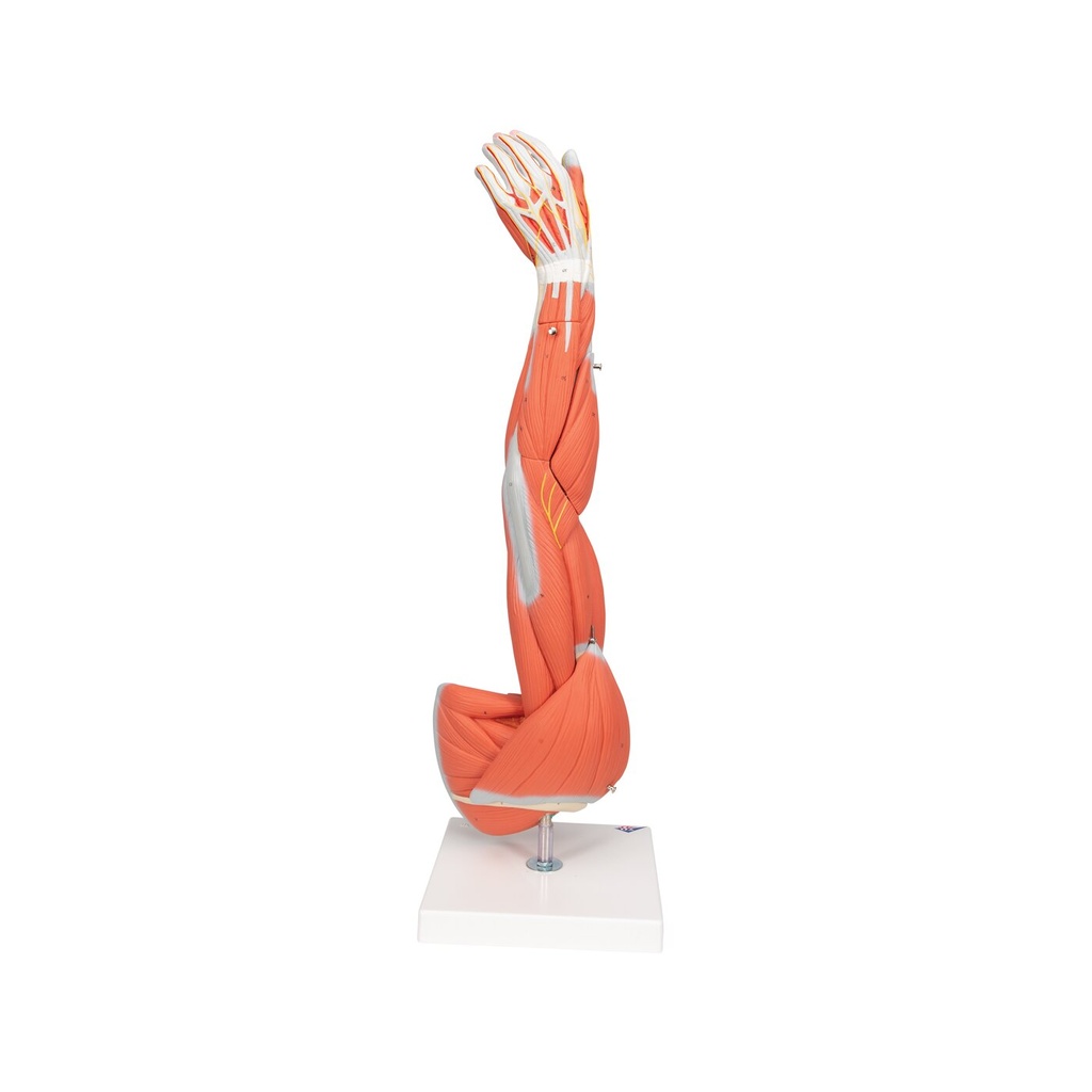 Modell Armmuskel, 6-teilig Modell Armmuskel, 6-teilig