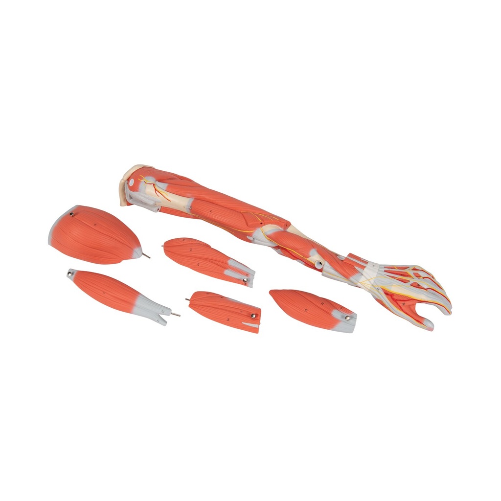 Modell Armmuskel, 6-teilig Modell Armmuskel, 6-teilig