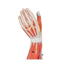 Modell Armmuskel, 6-teilig Modell Armmuskel, 6-teilig
