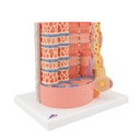 MICROanatomy™ Muskelfaser Modell, 10.000-fach vergrössert MICROanatomy™ Muskelfaser Modell, 10.000-fach vergrössert
