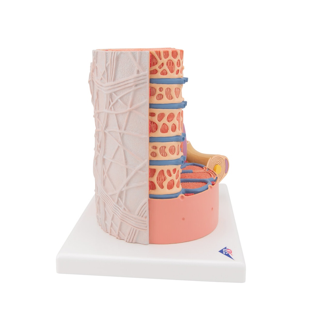 MICROanatomy™ Muskelfaser Modell, 10.000-fach vergrössert MICROanatomy™ Muskelfaser Modell, 10.000-fach vergrössert
