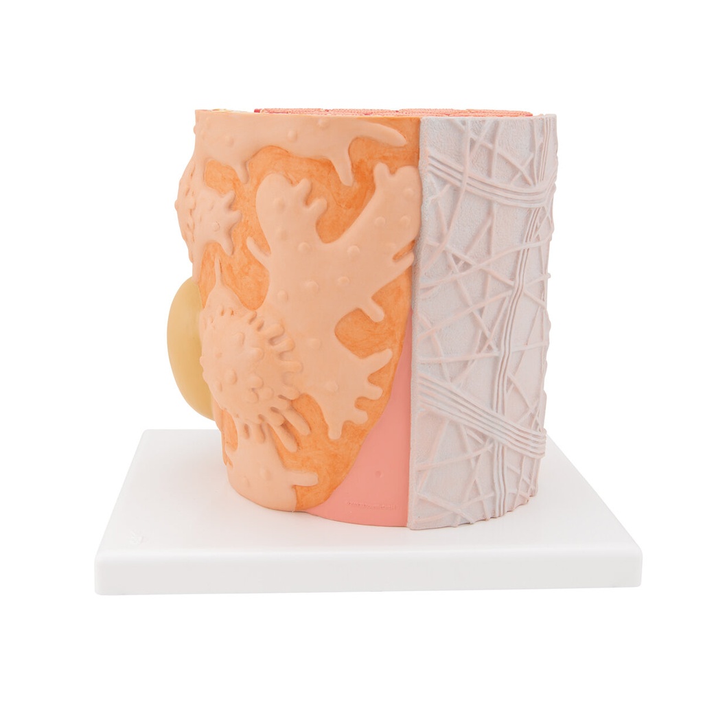 MICROanatomy™ Muskelfaser Modell, 10.000-fach vergrössert MICROanatomy™ Muskelfaser Modell, 10.000-fach vergrössert