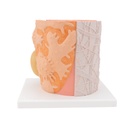 MICROanatomy™ Muskelfaser Modell, 10.000-fach vergrössert MICROanatomy™ Muskelfaser Modell, 10.000-fach vergrössert