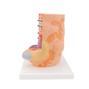 MICROanatomy™ Muskelfaser Modell, 10.000-fach vergrössert MICROanatomy™ Muskelfaser Modell, 10.000-fach vergrössert