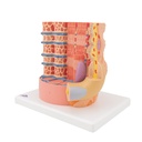 MICROanatomy™ Muskelfaser Modell, 10.000-fach vergrössert MICROanatomy™ Muskelfaser Modell, 10.000-fach vergrössert