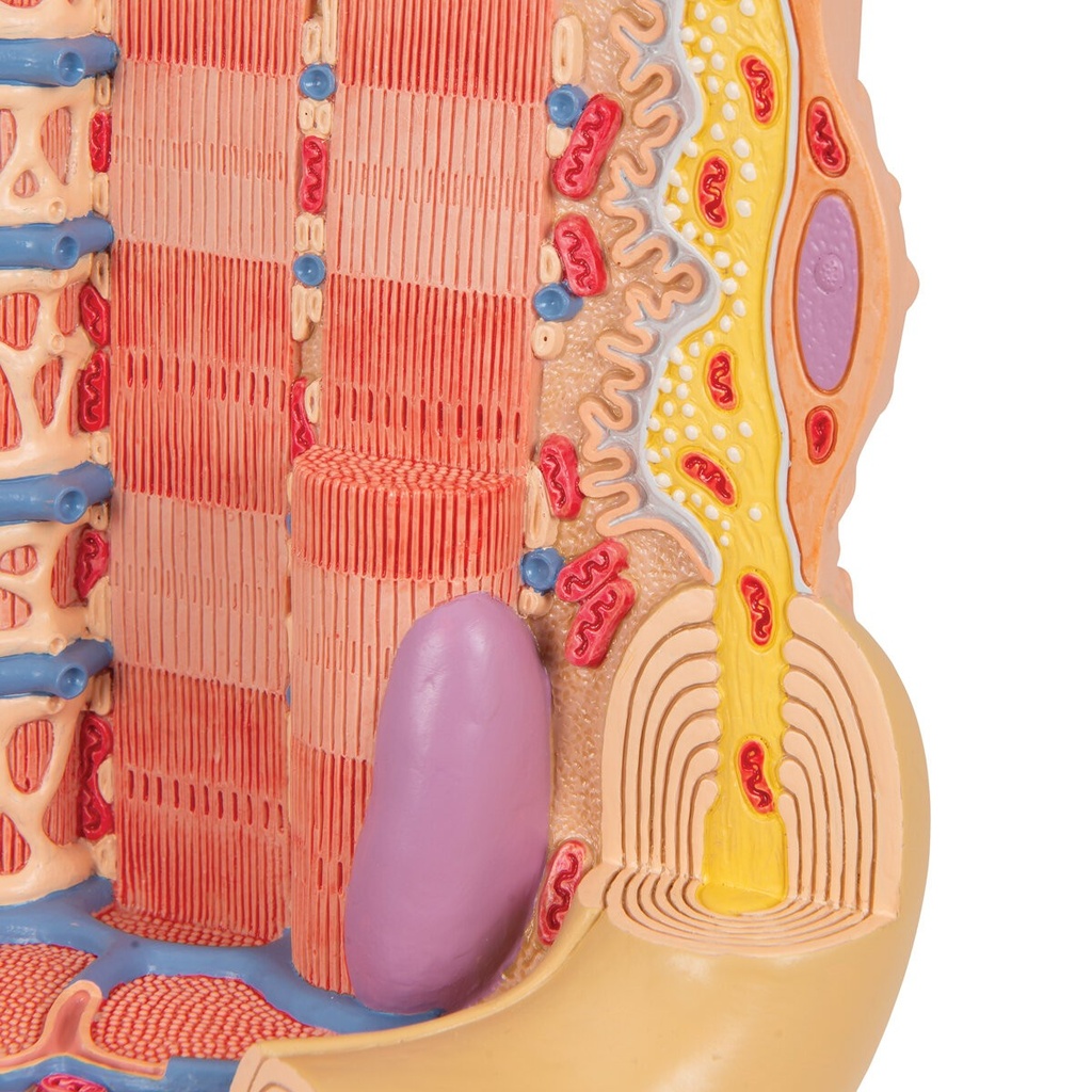 MICROanatomy™ Muskelfaser Modell, 10.000-fach vergrössert MICROanatomy™ Muskelfaser Modell, 10.000-fach vergrössert