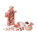 Lebensgrosser Muskel-Torso, 27-teilig Lebensgrosser Muskel-Torso, 27-teilig