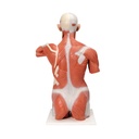 Lebensgrosser Muskel-Torso, 27-teilig Lebensgrosser Muskel-Torso, 27-teilig
