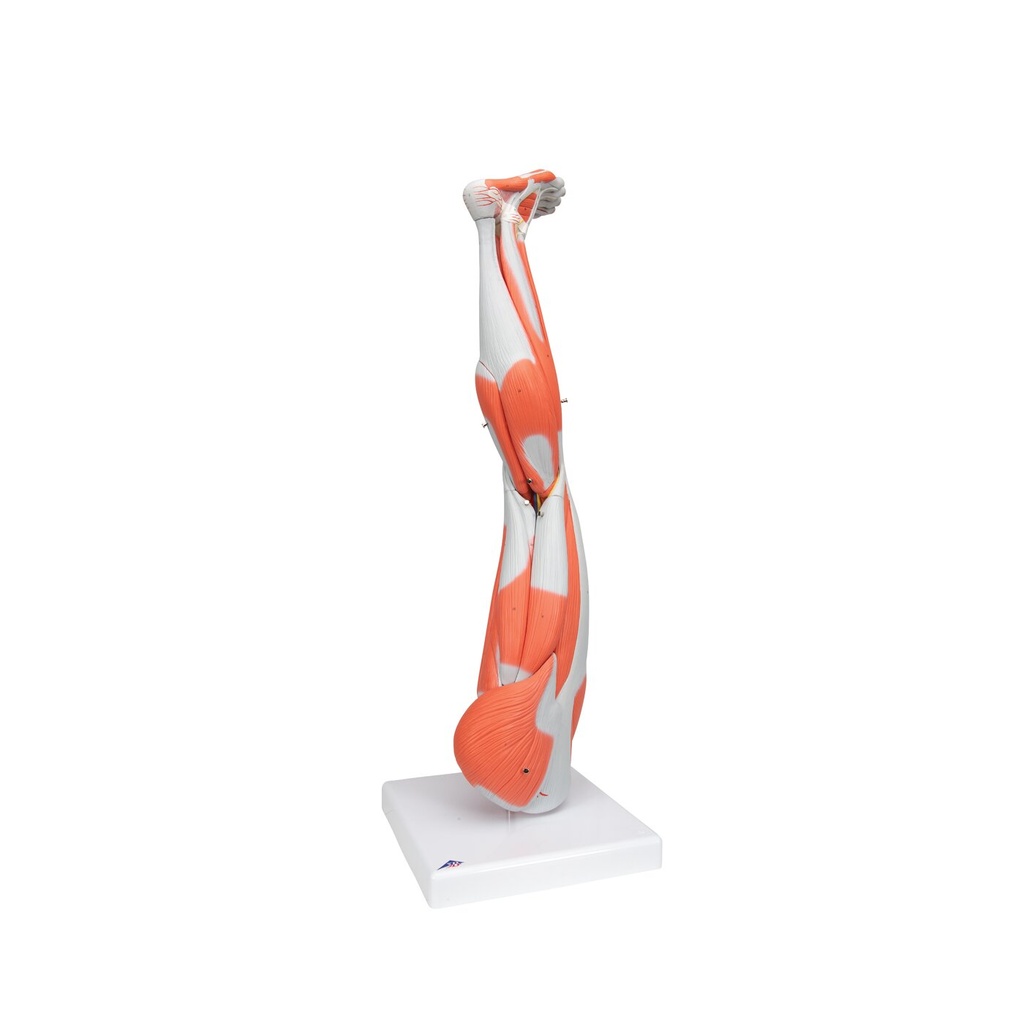 Beinmuskel Modell, 9-teilig Beinmuskel Modell, 9-teilig