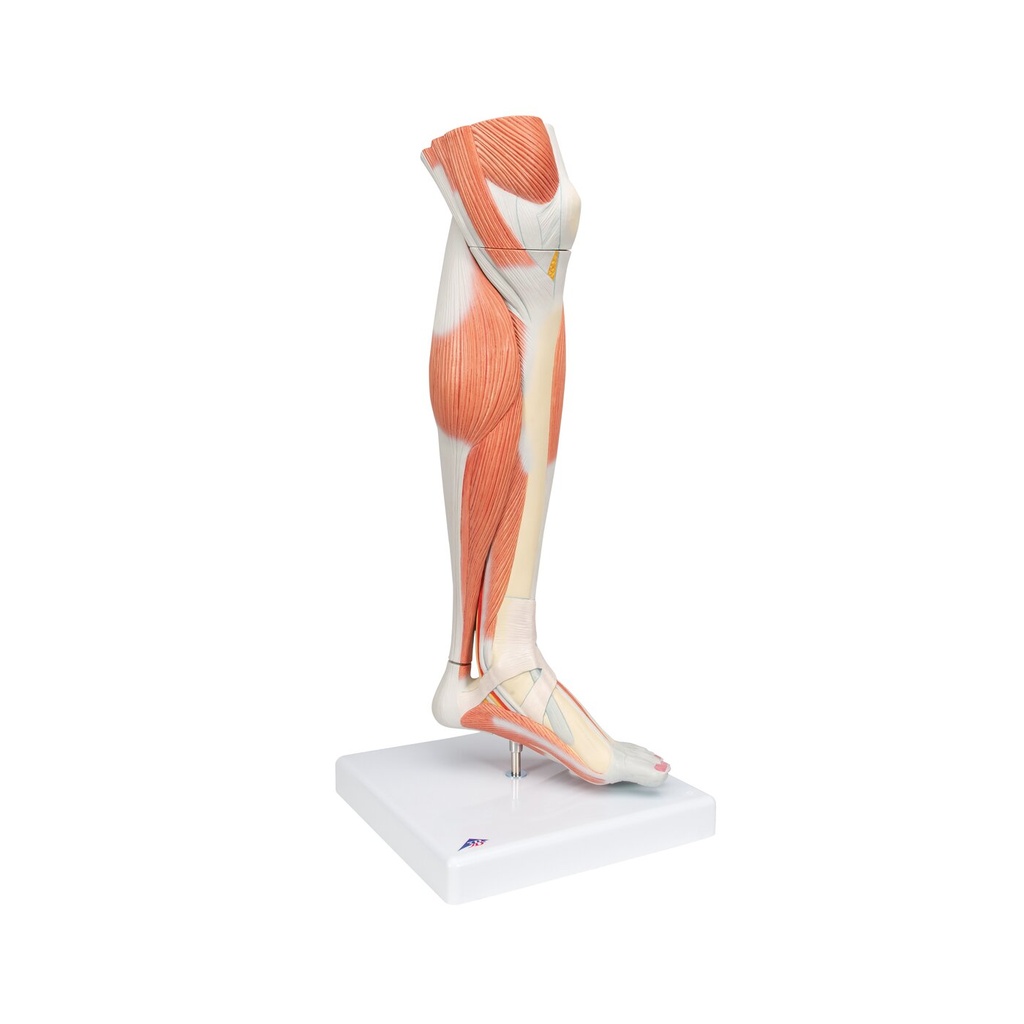 Beinmuskel Modell des Unterbeins Luxus, 3-teilig Beinmuskel Modell des Unterbeins Luxus, 3-teilig
