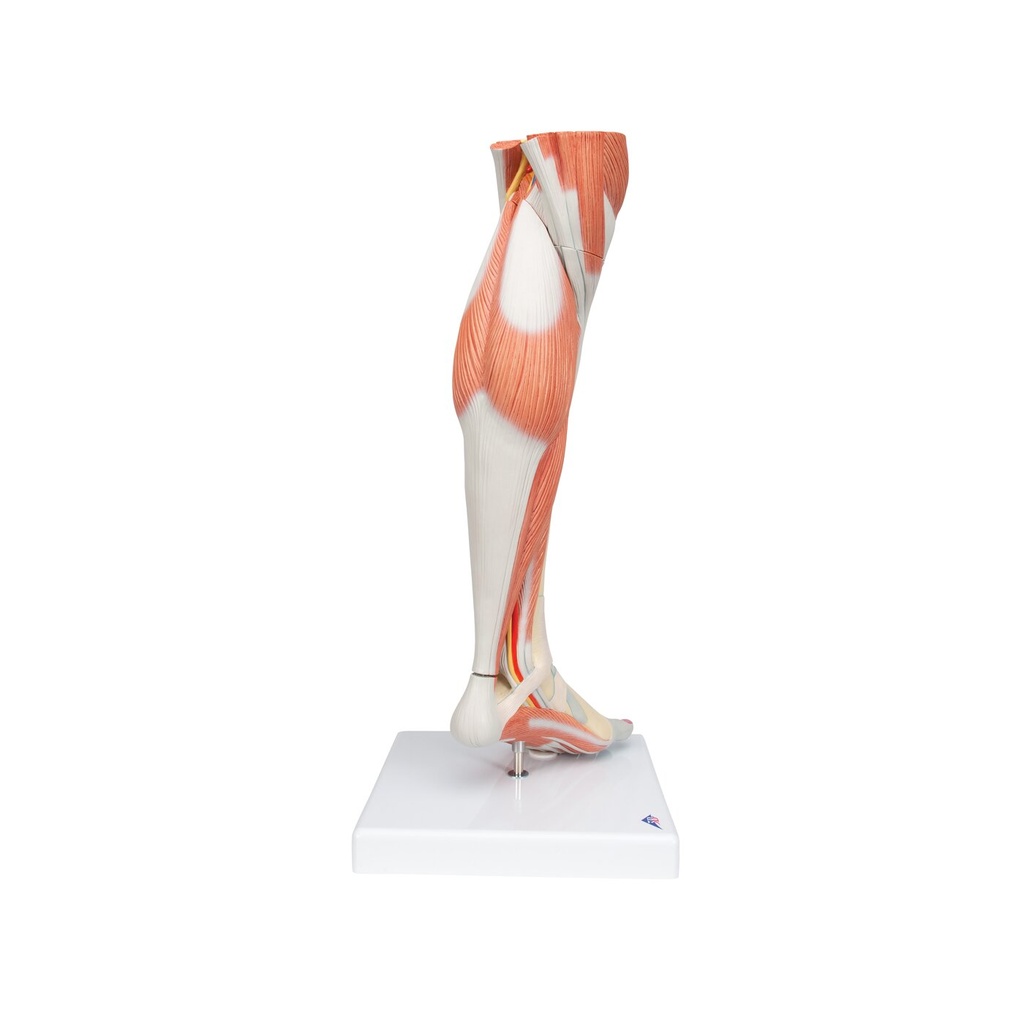 Beinmuskel Modell des Unterbeins Luxus, 3-teilig Beinmuskel Modell des Unterbeins Luxus, 3-teilig