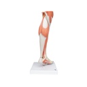 Beinmuskel Modell des Unterbeins Luxus, 3-teilig Beinmuskel Modell des Unterbeins Luxus, 3-teilig