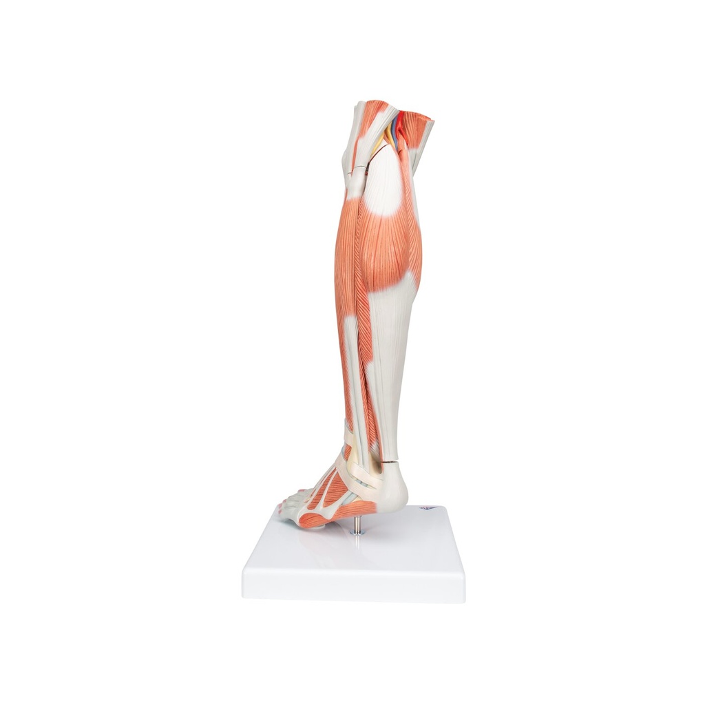 Beinmuskel Modell des Unterbeins Luxus, 3-teilig Beinmuskel Modell des Unterbeins Luxus, 3-teilig