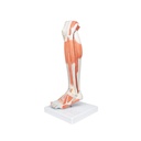 Beinmuskel Modell des Unterbeins Luxus, 3-teilig Beinmuskel Modell des Unterbeins Luxus, 3-teilig