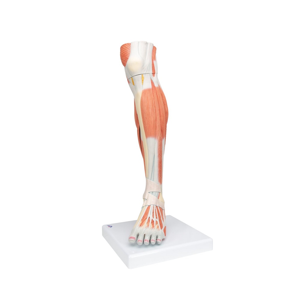 Beinmuskel Modell des Unterbeins Luxus, 3-teilig Beinmuskel Modell des Unterbeins Luxus, 3-teilig
