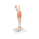 Beinmuskel Modell des Unterbeins Luxus, 3-teilig Beinmuskel Modell des Unterbeins Luxus, 3-teilig
