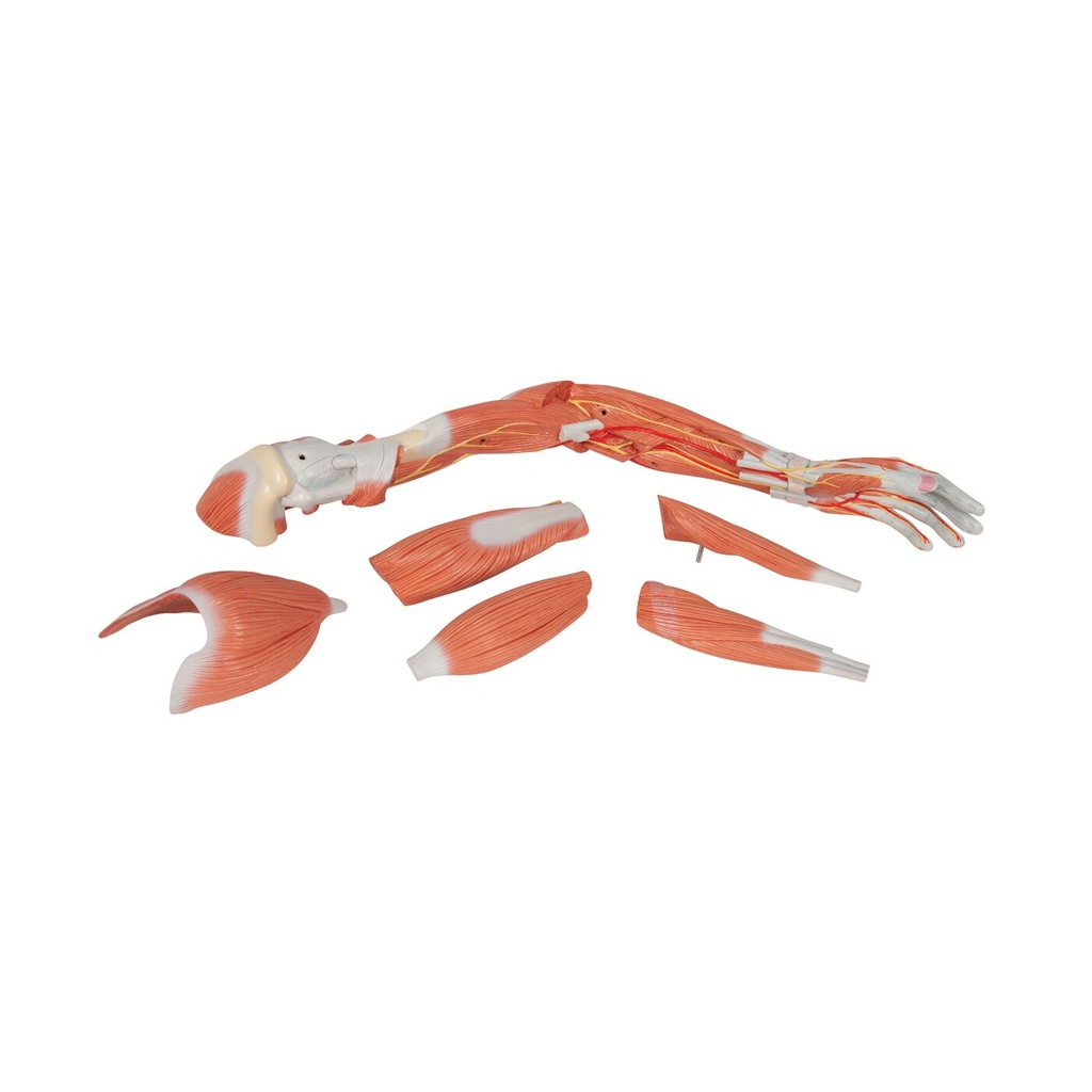 Armmuskel Modell, 6-teilig Armmuskel Modell, 6-teilig