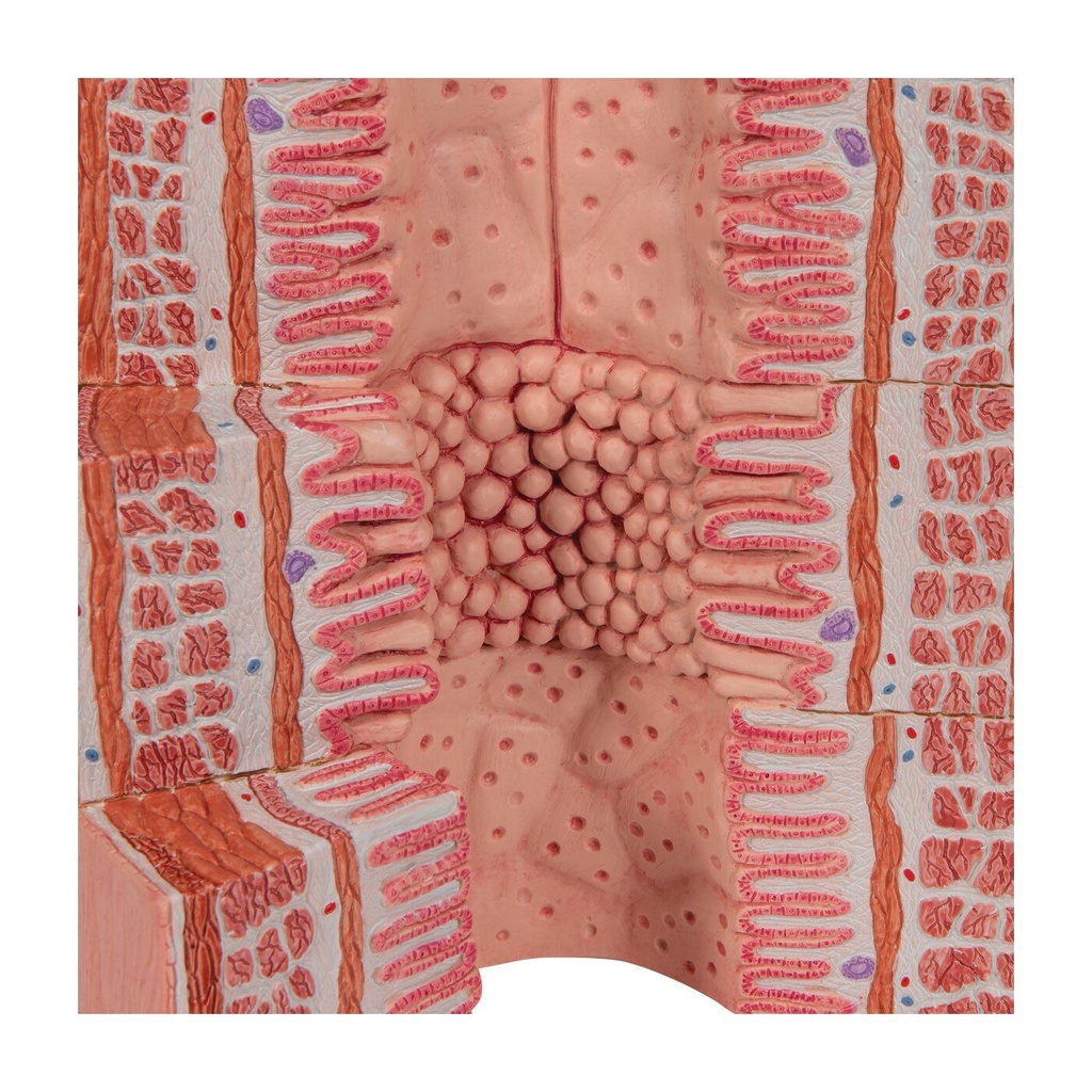 Microanatomy Modell Verdauungstrakt - 20-fache Vergrösserung Microanatomy Modell Verdauungstrakt - 20-fache Vergrösserung