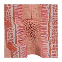Microanatomy Modell Verdauungstrakt - 20-fache Vergrösserung Microanatomy Modell Verdauungstrakt - 20-fache Vergrösserung