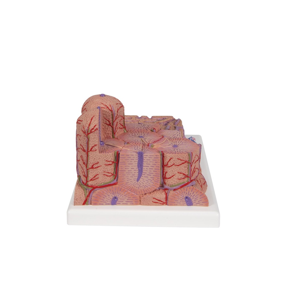 Microanatomy Modell Leber Microanatomy Modell Leber