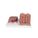 Microanatomy Modell Leber Microanatomy Modell Leber