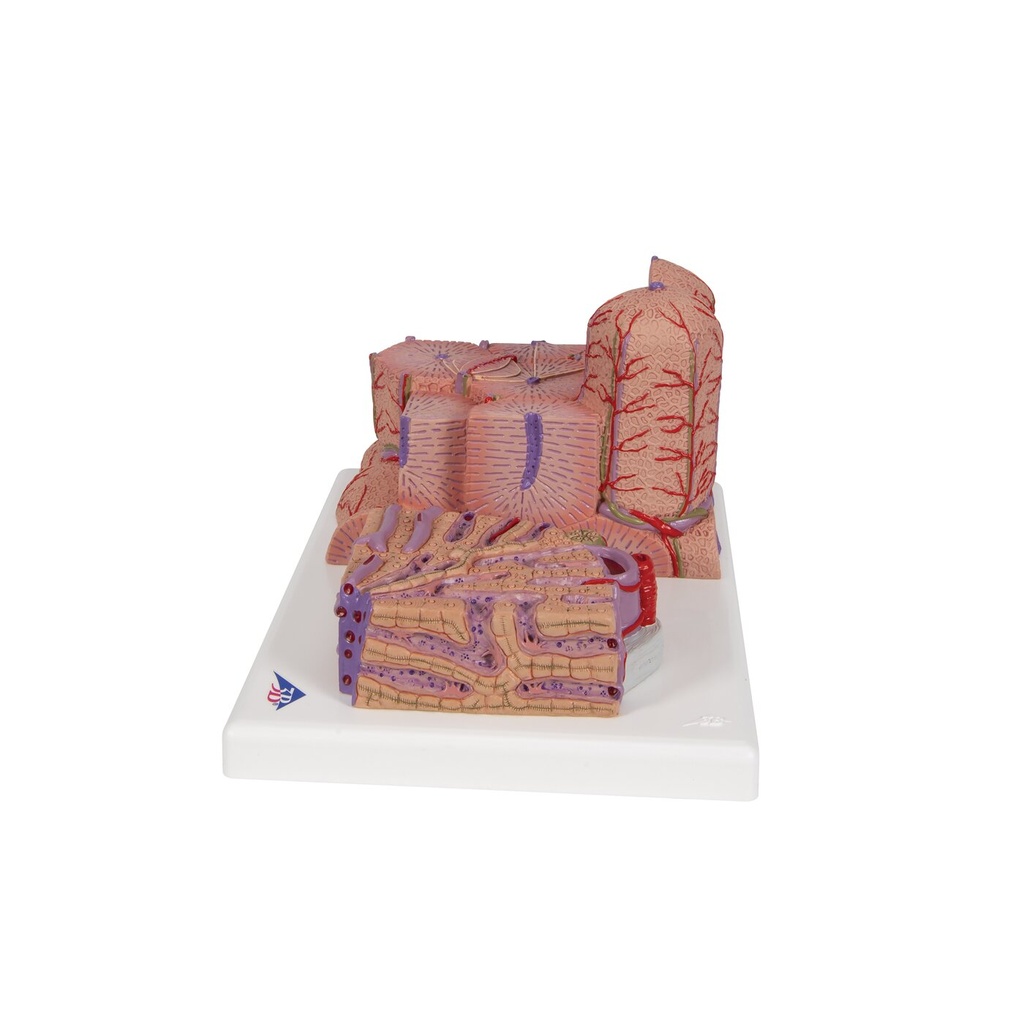 Microanatomy Modell Leber Microanatomy Modell Leber