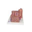 Microanatomy Modell Leber Microanatomy Modell Leber